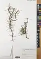 Acantholimon aristulatum • کلاه‌میرحسن سیخک‌دار
