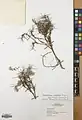Acantholimon aristulatum • کلاه‌میرحسن سیخک‌دار