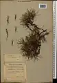 Acantholimon araxanum • کلاه‌میرحسن ارسی