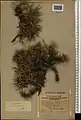 Acantholimon araxanum • کلاه‌میرحسن ارسی