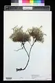 Acantholimon araxanum • کلاه‌میرحسن ارسی