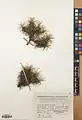 Acantholimon araxanum • کلاه‌میرحسن ارسی