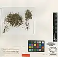 Acantholimon melananthum • کلاهمیرحسن تیرهگل