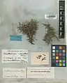 Acantholimon melananthum • کلاهمیرحسن تیرهگل