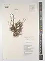 Acantholimon longiflorum • کلاهمیرحسن گلدراز