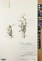 Acantholimon longiflorum • کلاهمیرحسن گلدراز