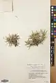 Acantholimon acmostegium • کلاهمیرحسن غزالی