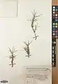 Acantholimon karelinii • کلاه‌میرحسن نخجوانی