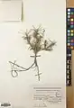 Acantholimon karelinii • کلاه‌میرحسن نخجوانی