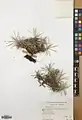 Acantholimon karelinii • کلاه‌میرحسن نخجوانی