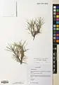 Acantholimon karelinii • کلاه‌میرحسن نخجوانی