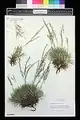 Acantholimon venustum • کلاهمیرحسن زیبا