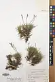 Acantholimon hohenackeri • کلاهمیرحسن کوهسری