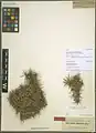 Acantholimon tomentellum • کلاهمیرحسن نمدی