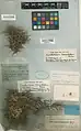 Acantholimon tomentellum • کلاهمیرحسن نمدی