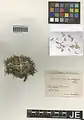 Acantholimon talagonicum • کلاه‌میرحسن طالقانی