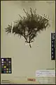 Acantholimon eschkerense • کلاهمیرحسن اشکری