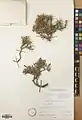 Acantholimon erinaceum • کلاه‌میرحسن خارپشتی
