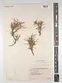 Acantholimon scorpius • کلاه‌میرحسن دم‌عقربی
