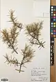 Acantholimon scorpius • کلاه‌میرحسن دم‌عقربی