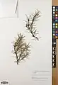 Acantholimon scorpius • کلاه‌میرحسن دم‌عقربی