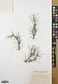 Acantholimon scorpius • کلاه‌میرحسن دم‌عقربی
