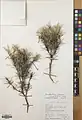 Acantholimon scorpius • کلاه‌میرحسن دم‌عقربی