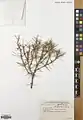 Acantholimon scorpius • کلاه‌میرحسن دم‌عقربی