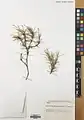 Acantholimon scorpius • کلاه‌میرحسن دم‌عقربی