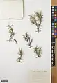 Acantholimon scorpius • کلاه‌میرحسن دم‌عقربی