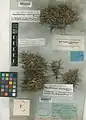 Acantholimon schirazianum • کلاهمیرحسن شیرازی