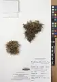 Acantholimon demavendicum • کلاهمیرحسن دماوندی