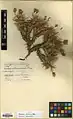 Acantholimon demavendicum • کلاهمیرحسن دماوندی