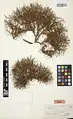 Acantholimon scabrellum • کلاه‌میرحسن سبزکوه