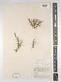 Acantholimon scabrellum • کلاه‌میرحسن سبزکوه