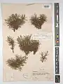 Acantholimon scabrellum • کلاه‌میرحسن سبزکوه