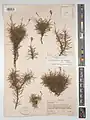 Acantholimon scabrellum • کلاه‌میرحسن سبزکوه