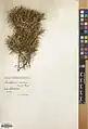 Acantholimon scabrellum • کلاه‌میرحسن سبزکوه