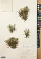 Acantholimon scabrellum • کلاه‌میرحسن سبزکوه