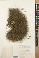 Acantholimon scabrellum • کلاه‌میرحسن سبزکوه