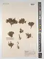 Acantholimon sahendicum • کلاه‌میرحسن سهندی