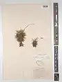 Acantholimon cephalotoides • کلاه‌میرحسن سرسان