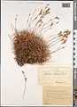 Acantholimon raddeanum • کلاهمیرحسن کپتداغی
