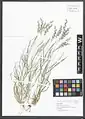 Cenchrus pennisetiformis • چمن تشی‌ریش‌بزی