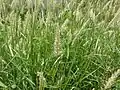 Cenchrus pennisetiformis • چمن تشی‌ریش‌بزی
