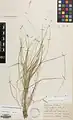 Melica eligulata • ملیکای بیزبانک