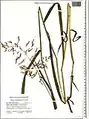 Milium schmidtianum • ارزنک قفقازی