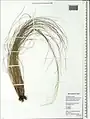 Stipa krascheninnikovii • استپی کندوانی
