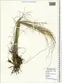 Stipa krascheninnikovii • استپی کندوانی