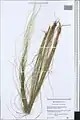 Stipa krascheninnikovii • استپی کندوانی